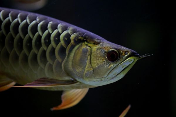 Pesce drago