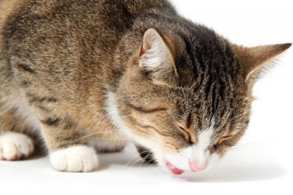 gatto che vomita