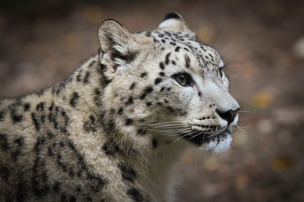 Leopardo delle nevi