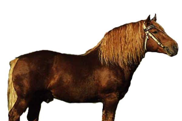 Cavallo Sovietico da tiro