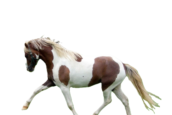 Pony Australiano