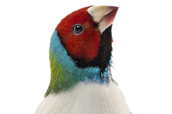 Diamante di Gould
