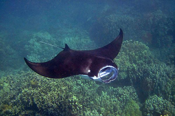 Manta