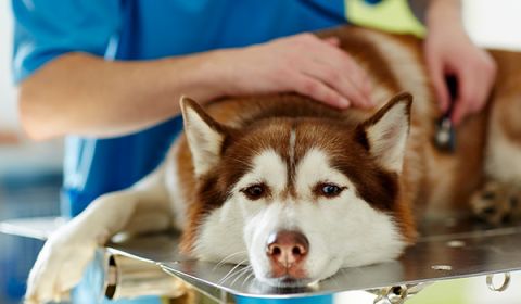 Assicurazione veterinaria per cane