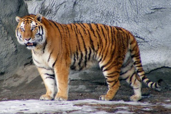 Tigre siberiana