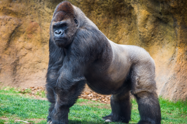 Gorilla