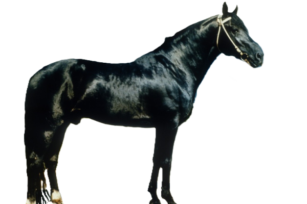 Cavallo Novo Kirghiso