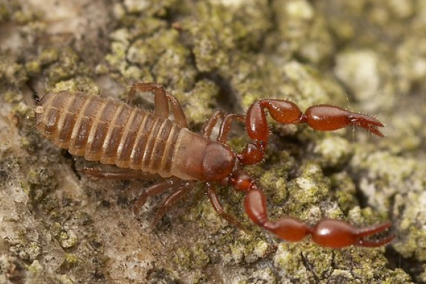 Pseudoscorpioni