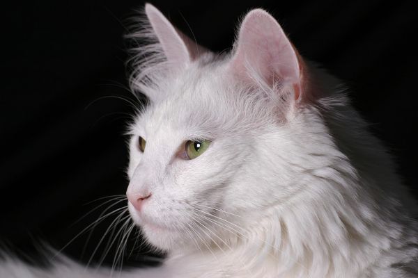 Gatto angora turco