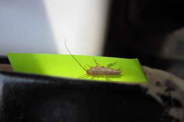 Lepismatidae