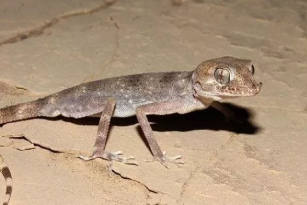 Geco del deserto