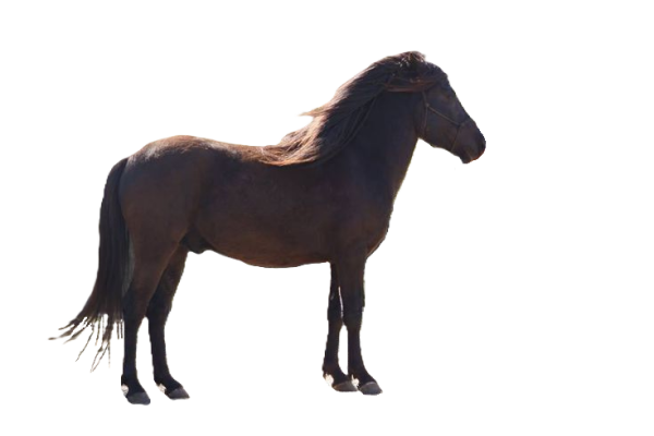 Cavallo Bosnian