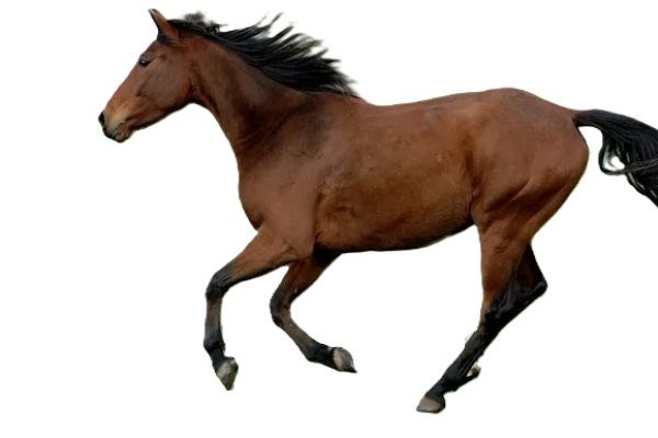 Cavallo Karabakh