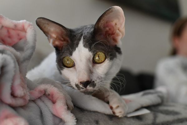 Gatto Cornish Rex