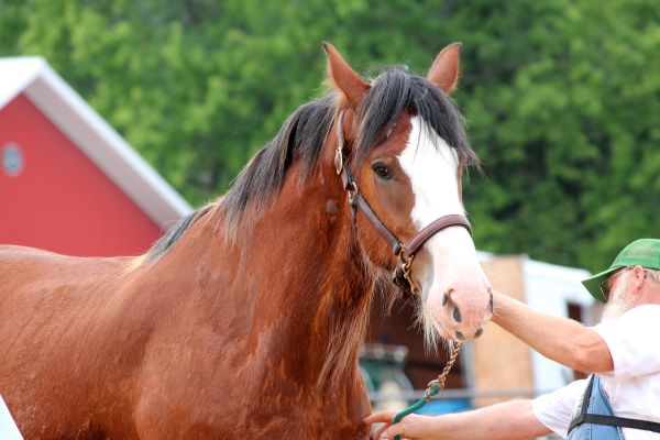 Cavallo Clydesdale