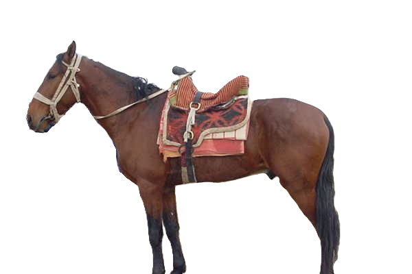 Cavallo Karabair