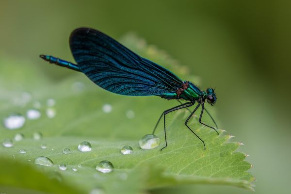 Libellula
