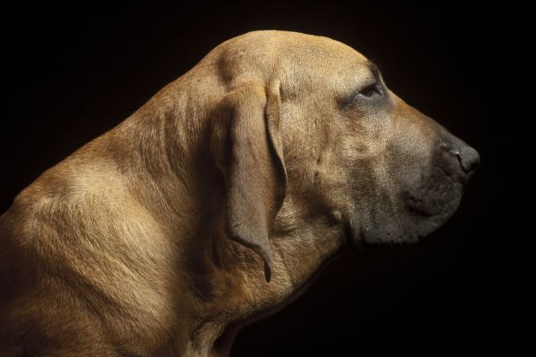 Fila Brasileiro