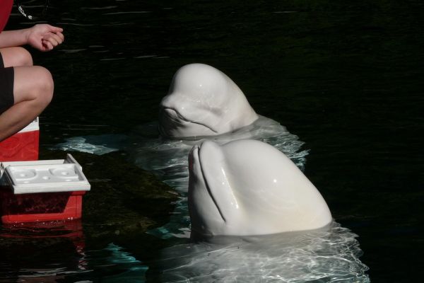 Beluga