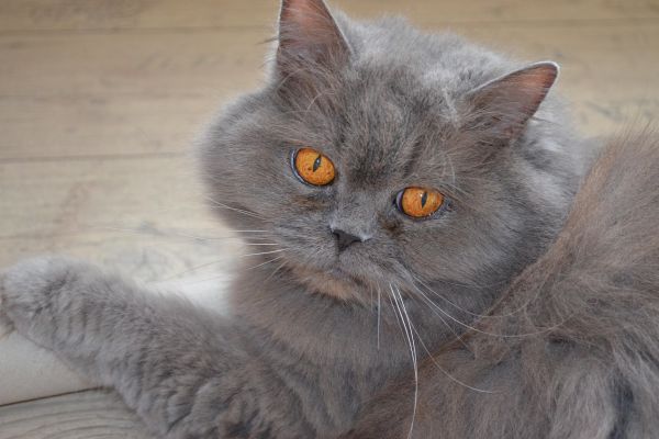 Gatto Highlander