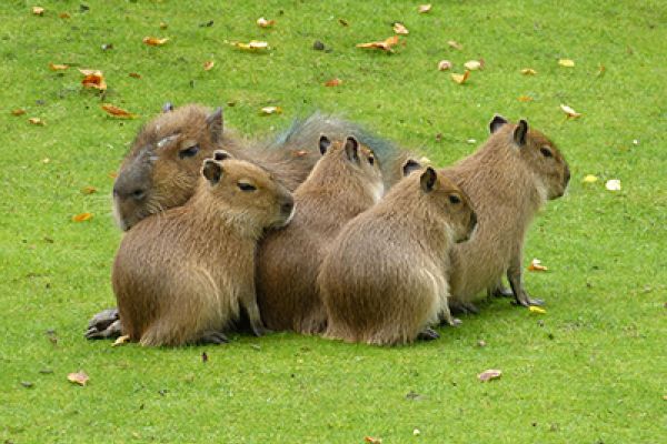 Capibara