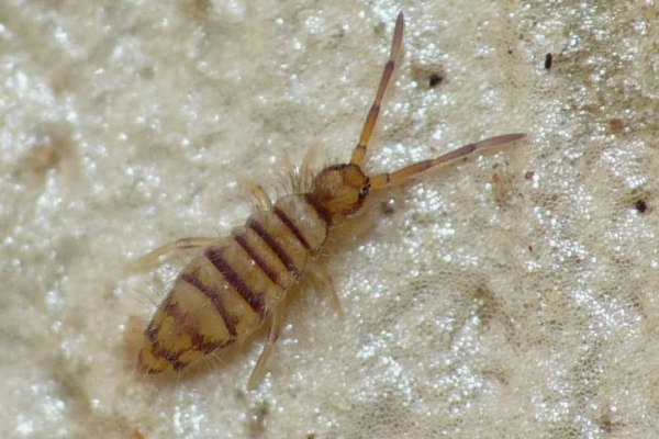Collemboli