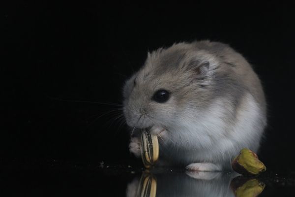 Criceto Russo