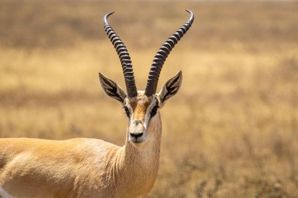 Antilope