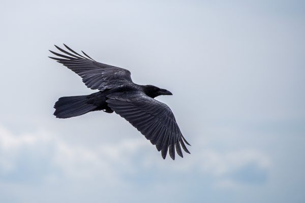 Corvo Imperiale