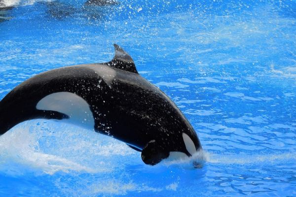 Orca