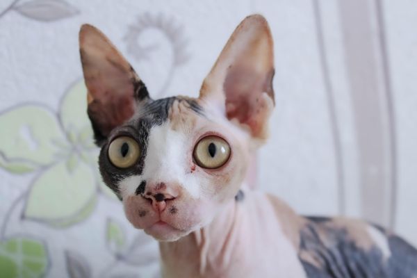 Gatto Sphynx
