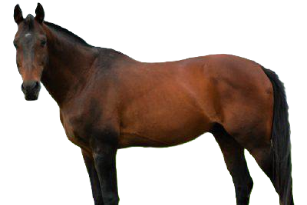 Cavallo Waler