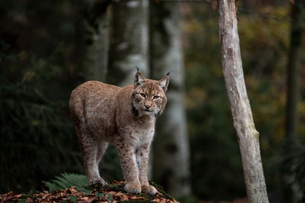 Lince