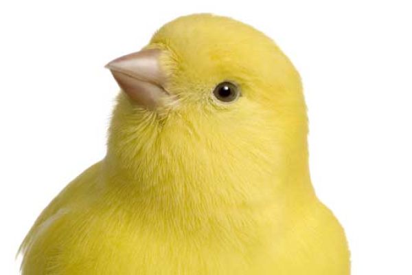Canarino