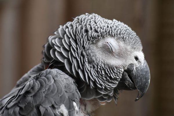 Cenerino