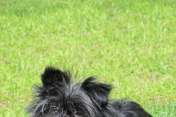 Affenpinscher