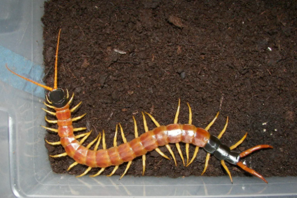 Millepiedi del deserto