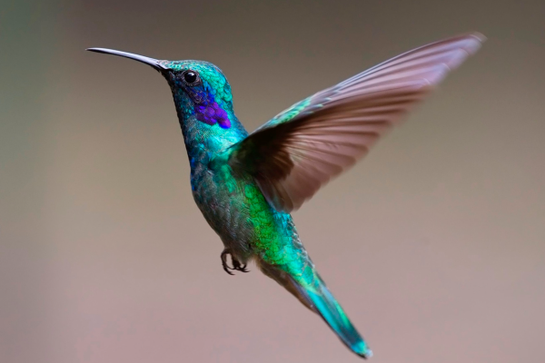 Colibrì