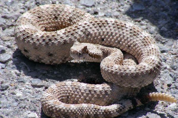 Serpente a sonagli