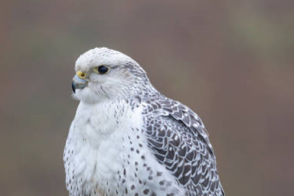 Girfalco