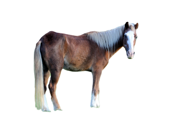 Pony dell'Isola di Sable