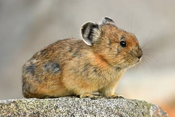 Pika