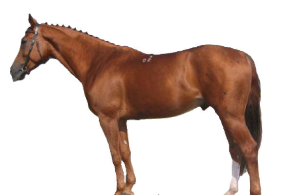 Cavallo Kustanair