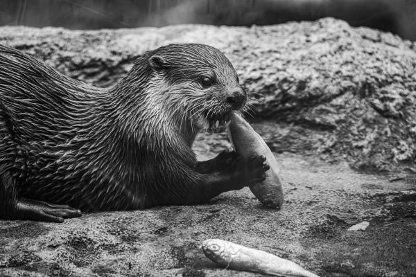 Lontra