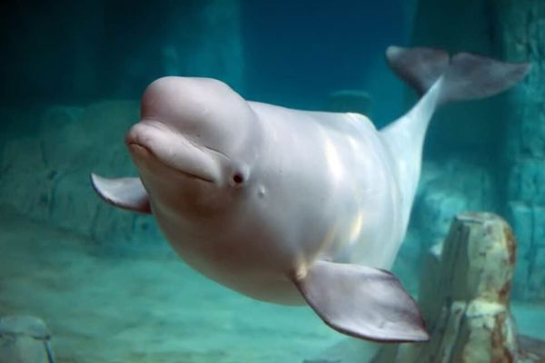 Beluga