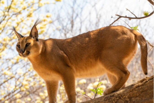 Caracal