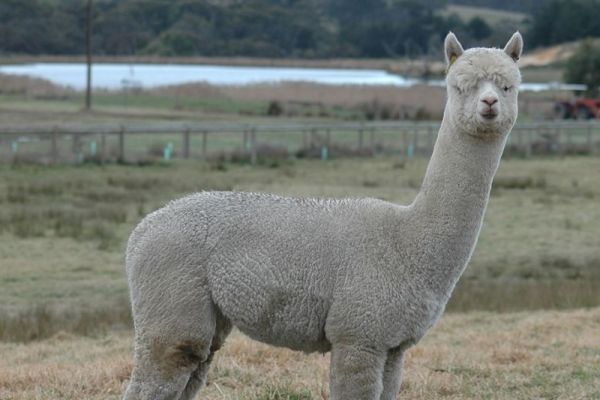 Alpaca