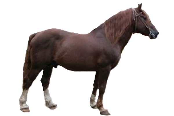 Cavallo Toric
