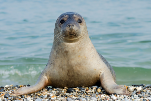 Foca