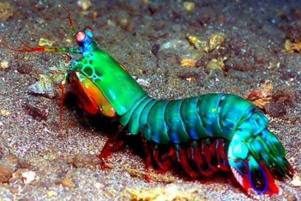 Gambero mantide